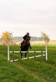 Vestfálská klisna pro děti i do sportu