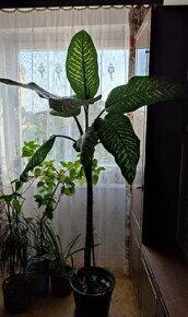 Diffenbachia velkolistá