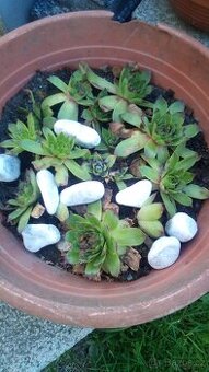 Pudopokryvne ruze,Selske muškáty