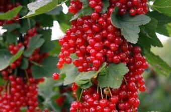 Rybíz Kozolupský keřový červený a černý TITANIA