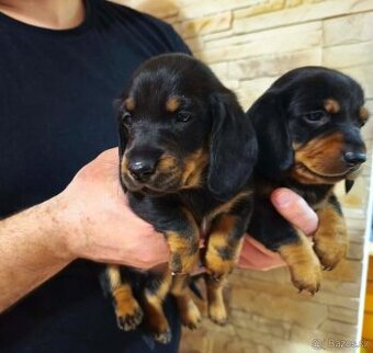 Jezevčík hladkosrstý trpasličí