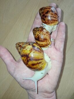 Archachatina marginata ovum Nigeria albino body