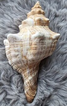 mušle – Trnoústka pruhovaná (16 cm)