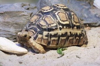 Koupim samce želvy pardálí