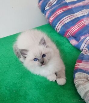 Ragdoll koťátka