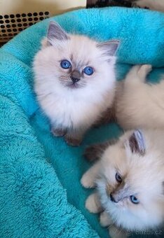 Ragdoll koťátka