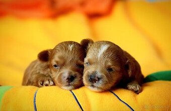Maltipoo štěňátka - 1