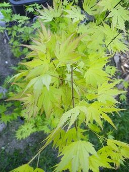 Japonský javor žlutolistý rostliny 80-100 cm - 1
