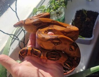 Hroznyš kralovsky (Bloody 💯 %het.albino )