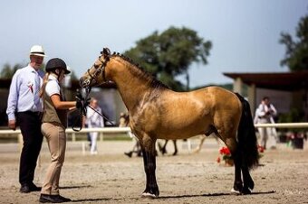 Připouštění wpbr,čsp plem.hřebcem 878 Grey