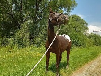 Roční appaloosa klisna