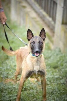 Dixie - x BO Malinois, aktivní štěně, cca 1 rok