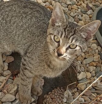 Po mamince kanadský sphynx, tatínek Evropan nabízíme kocourk