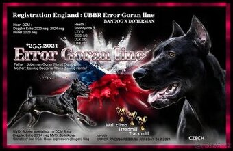Dobrman x APBT,bandog,ast,bullherder