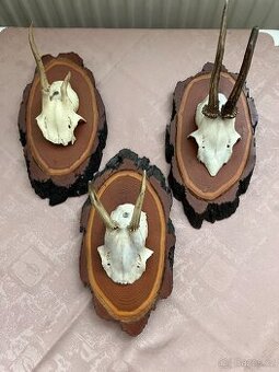 Krásné paroží srnčí - myslivecká trofej