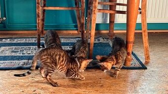 Toyger SBT