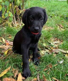 Štěně Labradoodla fenka