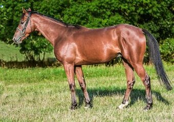 Prodám valacha A1/1