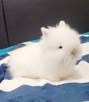 Zakrslý králík Teddy