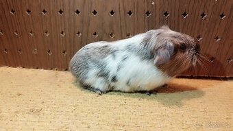 Morčata - morče hladké.