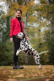 Dalmatin štěně s PP