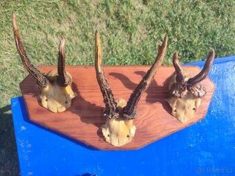Srnčí trofeje paroží