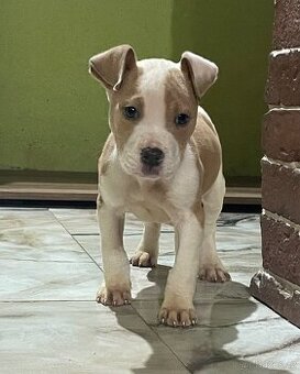 Americký stafordšírsky teriér, Staford