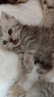 Britská whiskas koťátka s PP