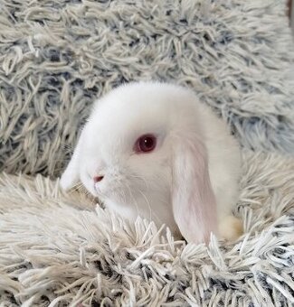 Minilop - anglický zakrslý beránek s VP