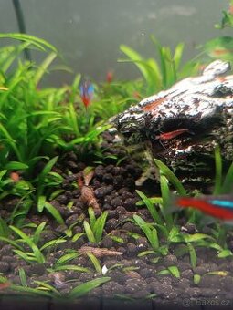 piskořka věžovitá - 5,- /ks - 1