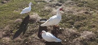 Kachna pižmová bílá 1kačer + 1 kačenka poslední