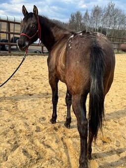 Dvouletá appa klisna