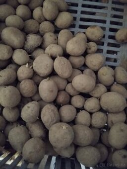 Prodám krmné brambory