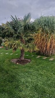 Trachycarpus fortunei SEMENA