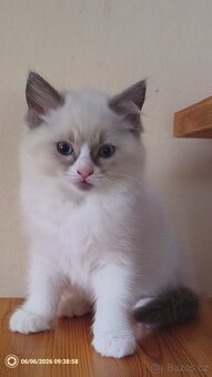 Koťata Ragdoll