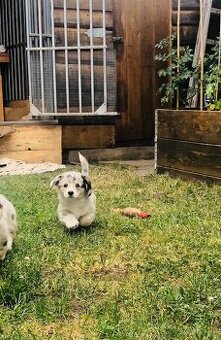 Welsh Corgi