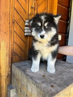 Daruji 10 týdenní  štene – Krížence sibírsky husky a sam