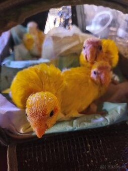 Kakariky