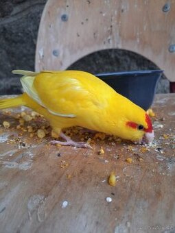 Kakariky