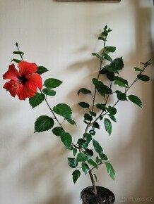 Ibišek červený, jednoduchý květ,  sadička