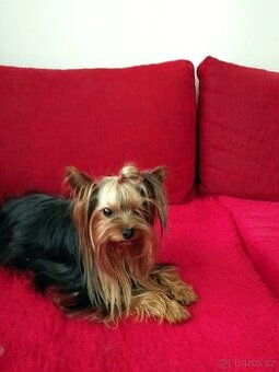 Jorkšírský terrier s P.P.