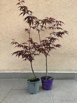 Japonský javor, zahrada, skalka, 2ks samostatně