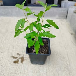 Prodám Ořechoplodec (Ořechokřídlec, Caryopteris) kvetoucí mo - 1