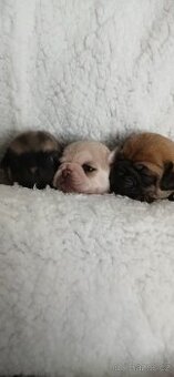 Mops - 1