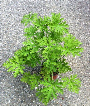 pelargonie vonná