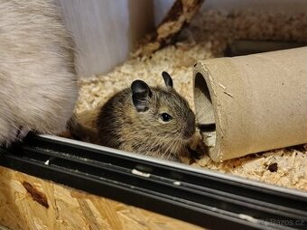 Osmák Degu - mláďata s VP ze zájmového chovu - 1