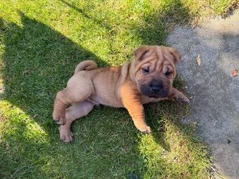 Sharpei - 1
