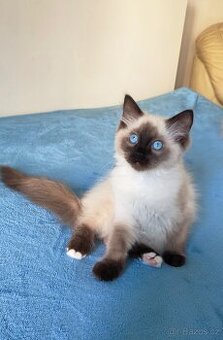 Ragdoll kocourek