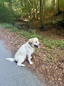Labrador
