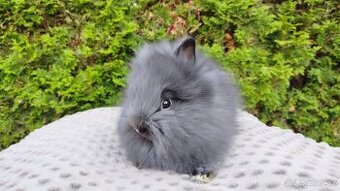 Zakrslý králík, králíček-(TEDDY)-OLAF, OLIVER, OLINA